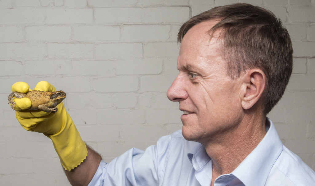 Nigel Blake from NSW Local Land Services with a cane toad found in Grafton. PHOTO: ADAM HOURIGAN Nigel Blake from NSW Local Land Services with a cane toad found in Grafton. PHOTO: ADAM HOURIGAN