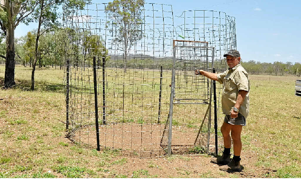 THE GREAT ESCAPE: Some of the boars Reg Kerle has trapped on his property were so big they smashed the wire mesh apart and escaped. THE GREAT ESCAPE: Some of the boars Reg Kerle has trapped on his property were so big they smashed the wire mesh apart and escaped.
