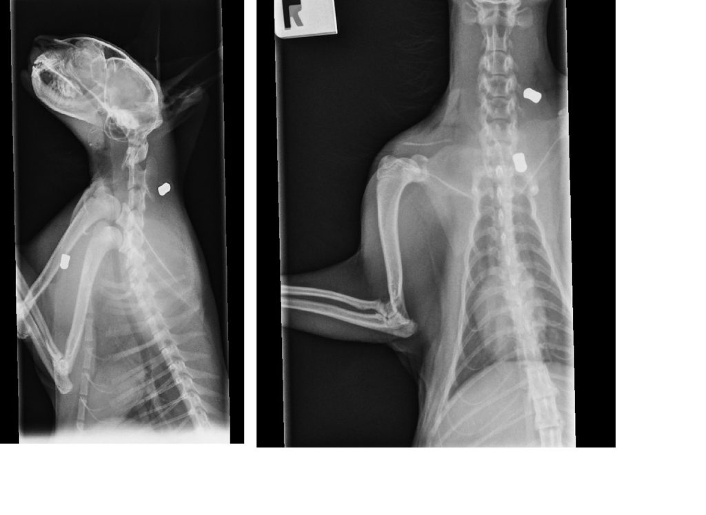 X-ray from Shaw's Vet Hospital of an air rifle pellet in a cat. X-ray from Shaw's Vet Hospital of an air rifle pellet in a cat.