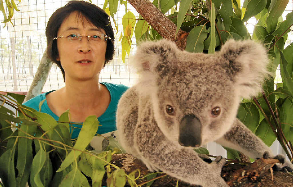GOING WILD: Shizuyo Izumi is spending time looking after Greg, the koala, at Safe Haven. GOING WILD: Shizuyo Izumi is spending time looking after Greg, the koala, at Safe Haven.
