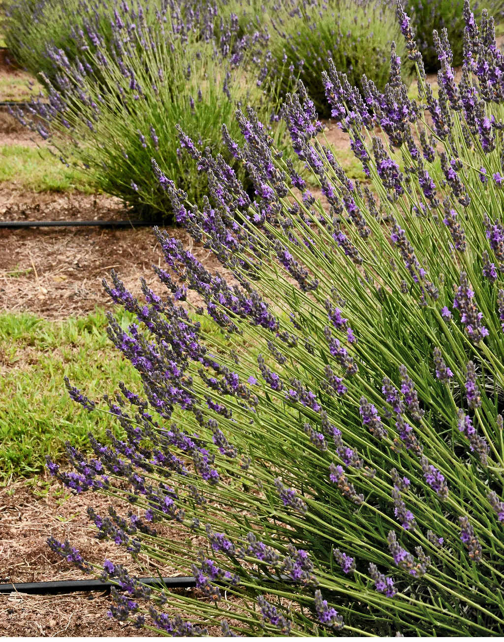 Gardening Pretty in purple Lavender a sensational choice Sunshine