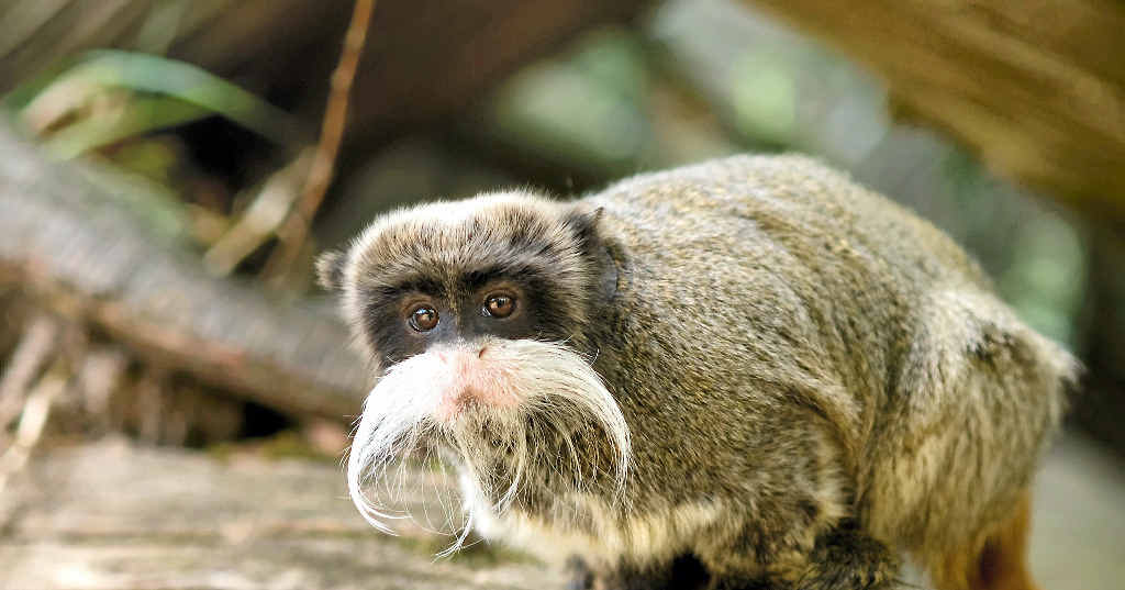An emperor tamarin, similar to this one, was was destroyed for quarantine reasons after being found during a drug raid at Burrum Heads.
An emperor tamarin, similar to this one, was was destroyed for quarantine reasons after being found during a drug raid at Burrum Heads.