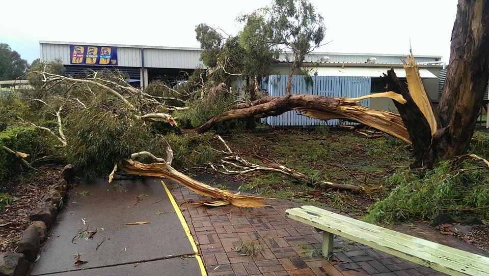 A wild storm brought down a large tree at the Oakey State Primary School. Sent to us by Abbey Halliday, who says it was one of many trees that fell during this afternoon's storm. A wild storm brought down a large tree at the Oakey State Primary School. Sent to us by Abbey Halliday, who says it was one of many trees that fell during this afternoon's storm.