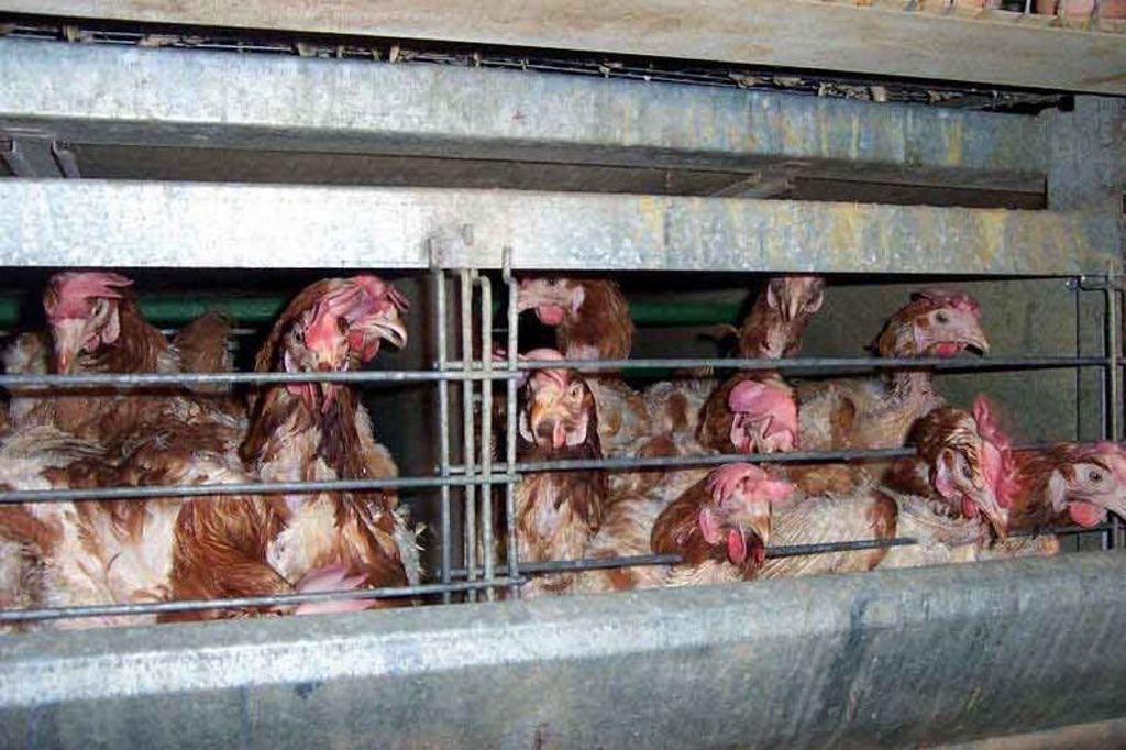 Chickens in battery cages. Photo Maqi, Wikipedia Chickens in battery cages. Photo Maqi, Wikipedia
