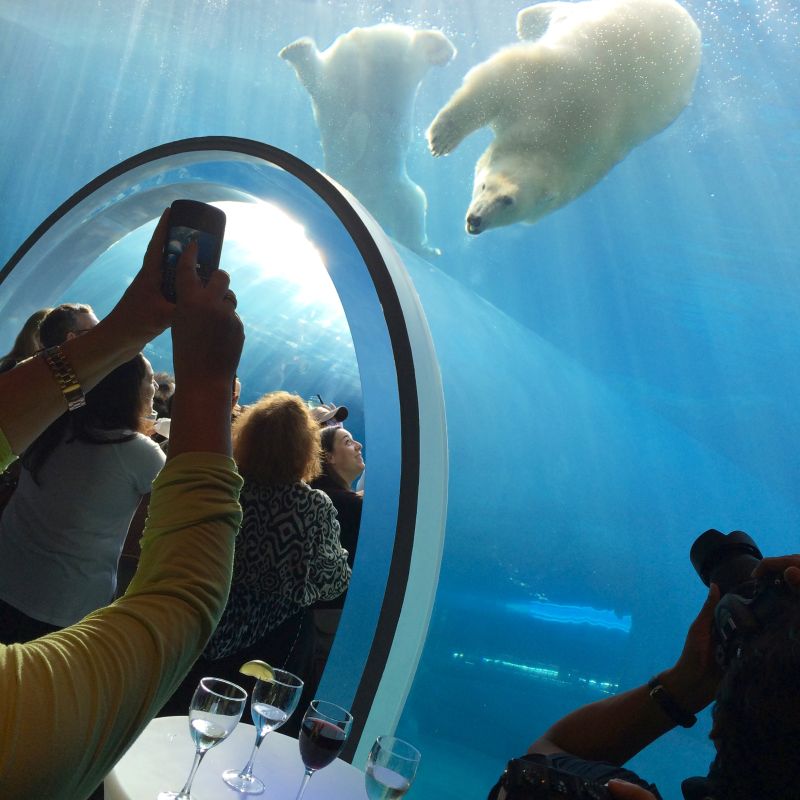 Polar bears are the main attraction at Assiniboine Park Zoo Polar bears are the main attraction at Assiniboine Park Zoo