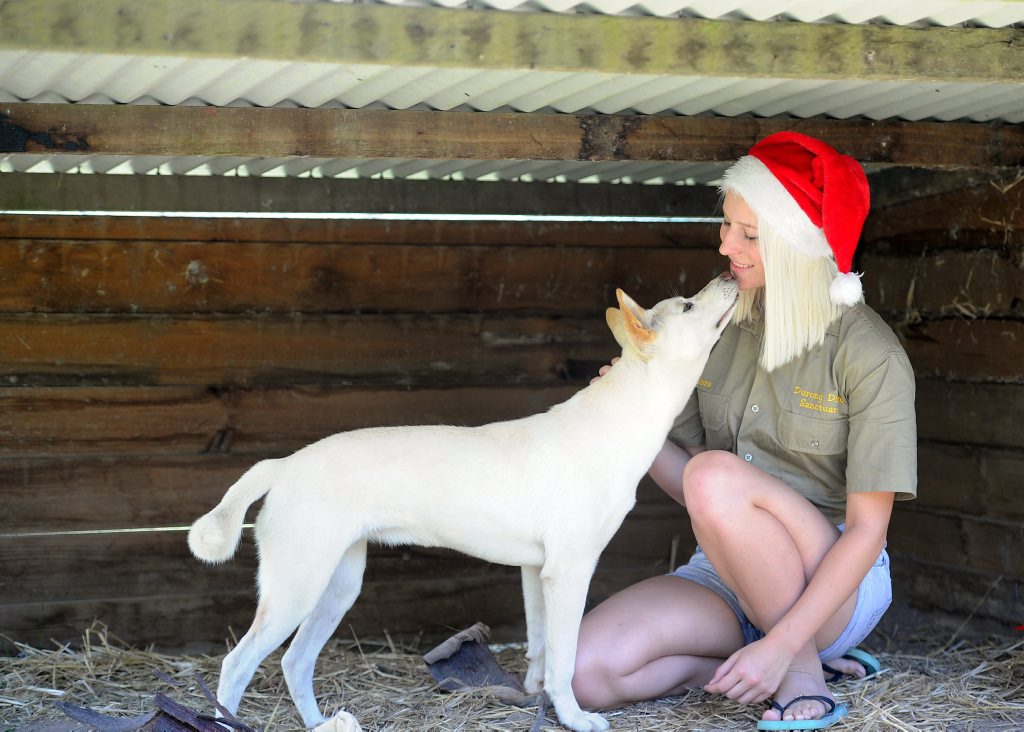 Zahra Chamberlain, the daughter of Michael and Ingrid Chamberlain, with rare white dingo Spirit at the Fraser Coast Wildlife Sanctuary. Zahra Chamberlain, the daughter of Michael and Ingrid Chamberlain, with rare white dingo Spirit at the Fraser Coast Wildlife Sanctuary.