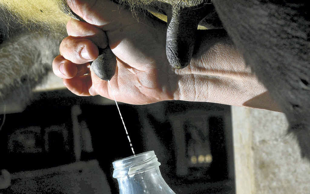 DANGER: Health authorities have warned against drinking unpasteurised milk.