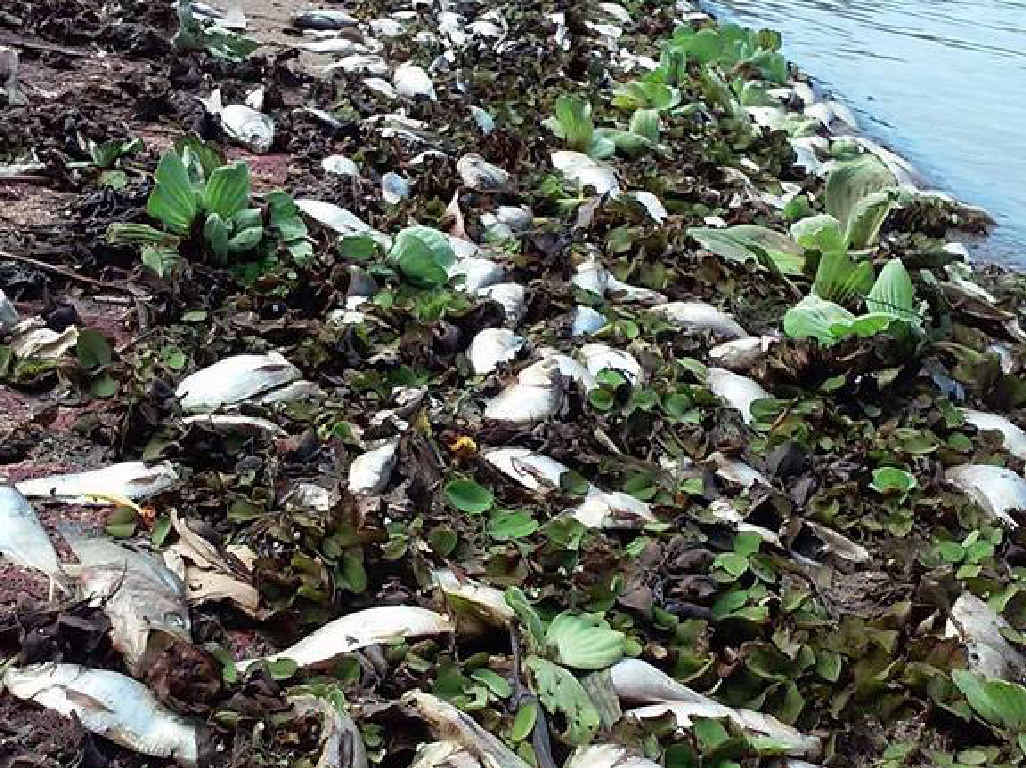 FISHY BUSINESS: Alex Glover stumbled upon hundreds of dead fish at Rockhampton’s Ski Gardens. FISHY BUSINESS: Alex Glover stumbled upon hundreds of dead fish at Rockhampton’s Ski Gardens.