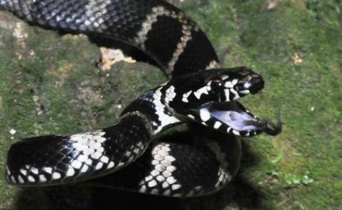 Stephens' banded snake. Stephens' banded snake.