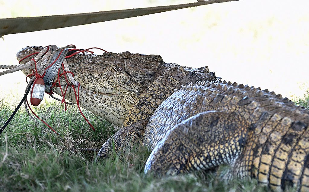 The crocodile caught in the Mary River catchment in 2013. The crocodile caught in the Mary River catchment in 2013.