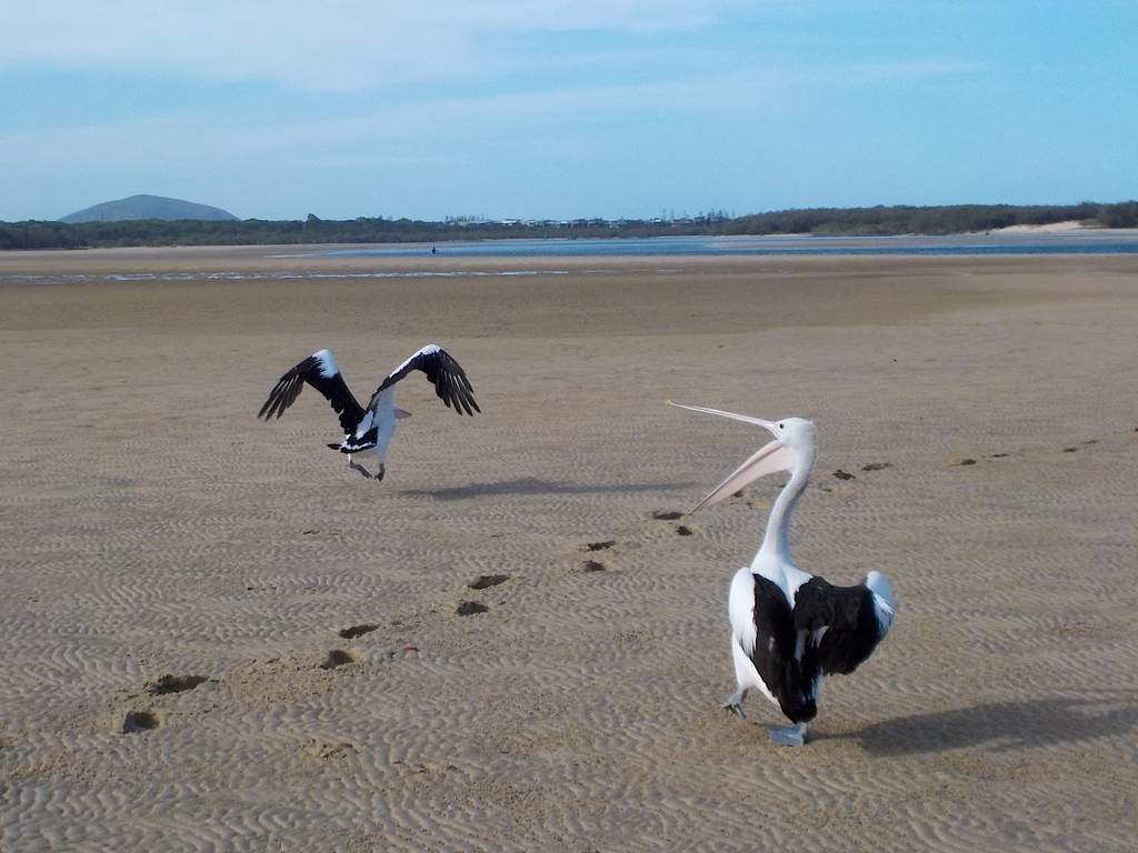 Some local pelicans were happy to pose for some pictures taken with a Nikon Coolpix S32 camera. Some local pelicans were happy to pose for some pictures taken with a Nikon Coolpix S32 camera.