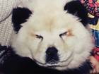 Bearing all: one of the Chow Chows which was dyed to look like a panda Bearing all: one of the Chow Chows which was dyed to look like a panda