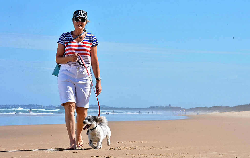 LUCKY LUCIE: Yaroomba’s Sheryl Wright walks Lucie. The pup nearly died after eating a toadfish. LUCKY LUCIE: Yaroomba’s Sheryl Wright walks Lucie. The pup nearly died after eating a toadfish.