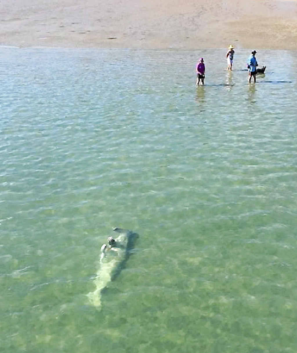INVESTIGATION: The Queensland Boating and Fisheries Patrol is investigating after a hammerhead shark was found washed up on the beach near Urangan Pier. It is believed the shark’s fins and part of its lower jaw was removed. INVESTIGATION: The Queensland Boating and Fisheries Patrol is investigating after a hammerhead shark was found washed up on the beach near Urangan Pier. It is believed the shark’s fins and part of its lower jaw was removed.
