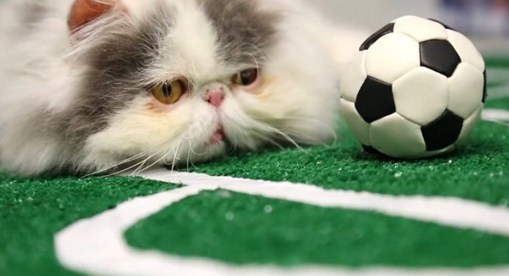 The cats of YouTube are always a favourite.