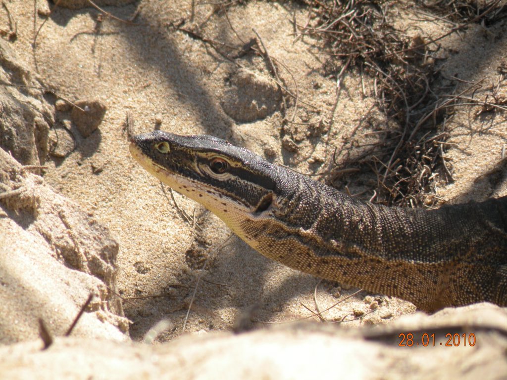 Wily goannas in the Wreck Rock area are a serious threat to endangered Loggerhead marine turtle nests. Photo Contributed