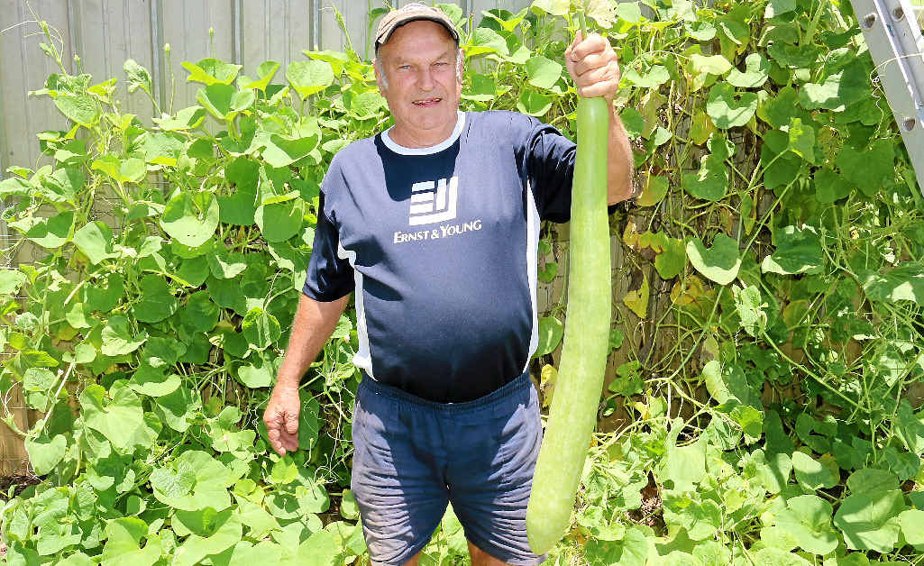 HUGE: Grantham resident Ken Arndt has produced a massive New Guinea bean measuring more than a metre in length. HUGE: Grantham resident Ken Arndt has produced a massive New Guinea bean measuring more than a metre in length.