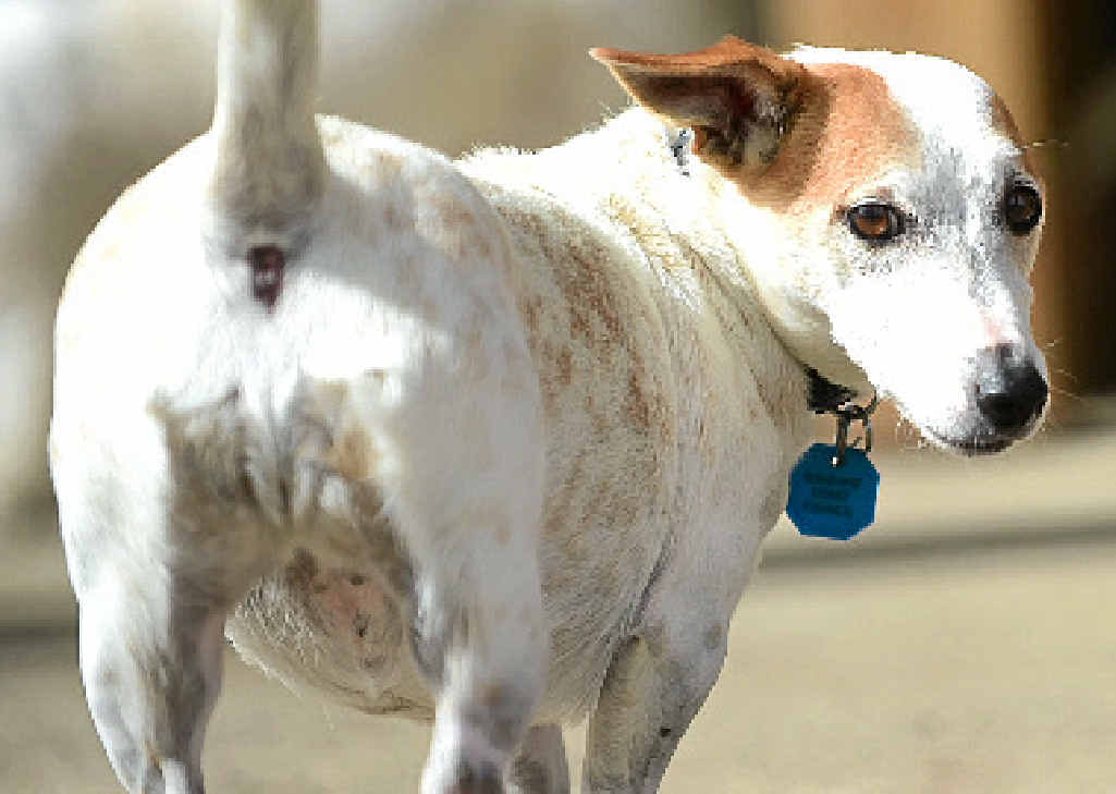 A Daily reader is fired up that dog walkers continue to fail to pick up their poo. A Daily reader is fired up that dog walkers continue to fail to pick up their poo.