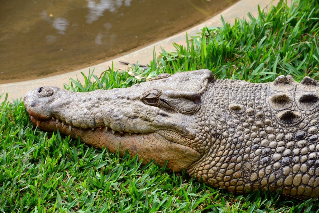 RACQ CareFlight’s Bundaberg rescue helicopter has been tasked to Snakes Down Under Reptile Park this afternoon after reports of a man being been bitten by a crocodile. RACQ CareFlight’s Bundaberg rescue helicopter has been tasked to Snakes Down Under Reptile Park this afternoon after reports of a man being been bitten by a crocodile.