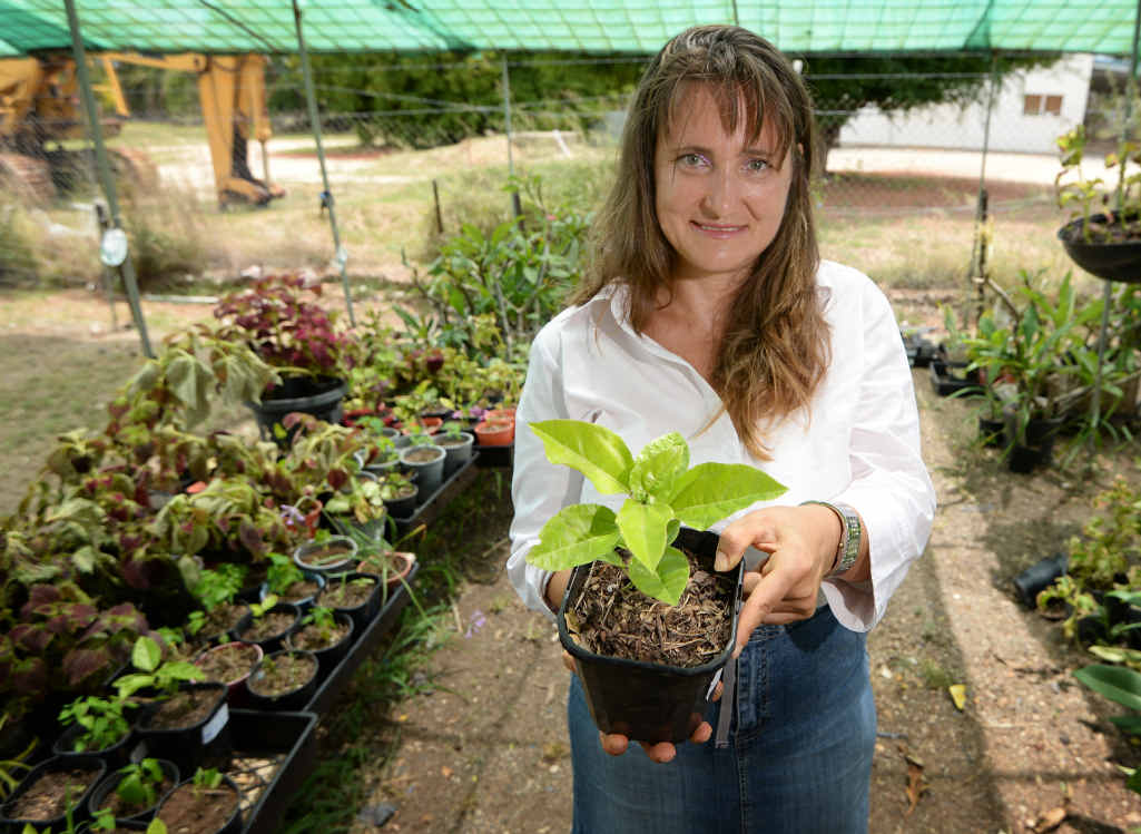 BUSINESS BLOSSOMS: Gracemere resident Rene Grych with a passionfruit seedling in the backyard nursery where she grows fruit, vegetables and flowers for sale. BUSINESS BLOSSOMS: Gracemere resident Rene Grych with a passionfruit seedling in the backyard nursery where she grows fruit, vegetables and flowers for sale.