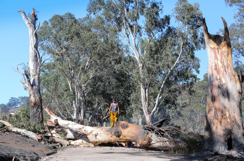 An image taken Sunday, Jan. 4, 2015 shows farmer Sam Randell checking bush fire damage on his Gumeracha, Adelaide Hills property. Fires swept across the hills destroying property and farmland. (AAP image/Russell Millard) No Archiving. An image taken Sunday, Jan. 4, 2015 shows farmer Sam Randell checking bush fire damage on his Gumeracha, Adelaide Hills property. Fires swept across the hills destroying property and farmland. (AAP image/Russell Millard) No Archiving.