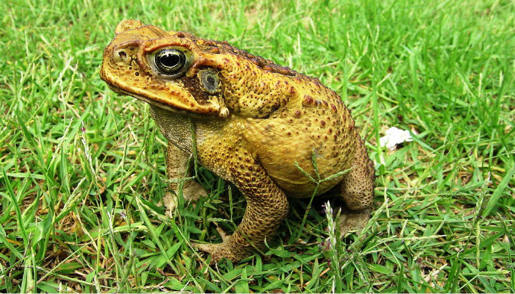 warning as cane toad
