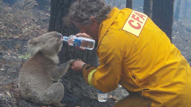 In this iconic image, Sam the koala is given something to drink by a firefighter during the Black Saturday bushfires In this iconic image, Sam the koala is given something to drink by a firefighter during the Black Saturday bushfires