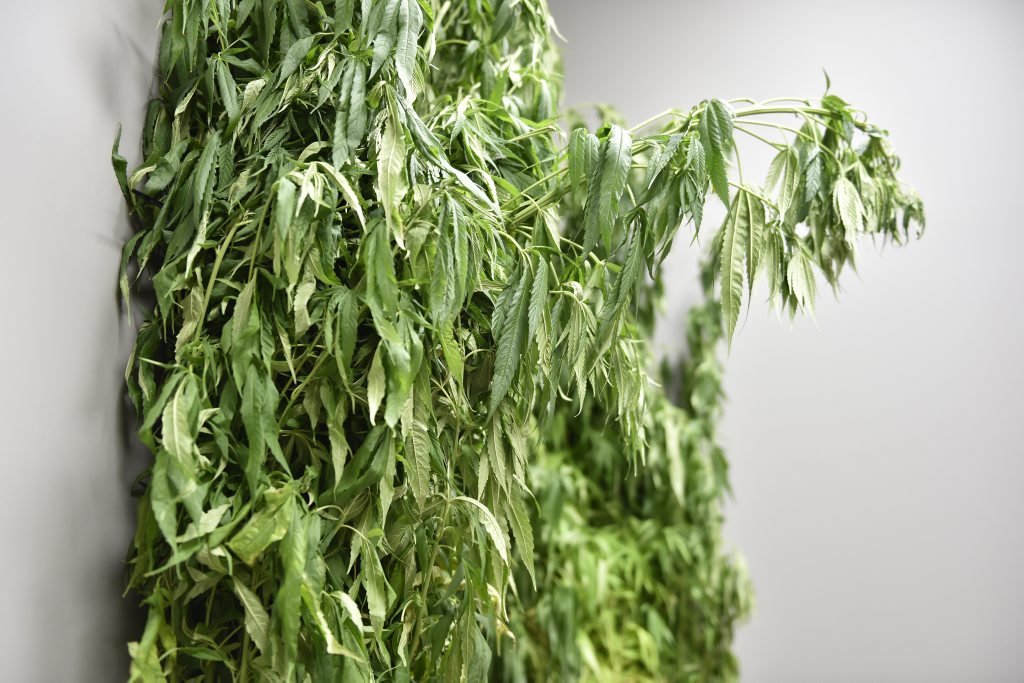 DRUGS SEIZED: Toowoomba Police seized a quantity of marijuana in two raids . Photo Bev Lacey / The Chronicle DRUGS SEIZED: Toowoomba Police seized a quantity of marijuana in two raids . Photo Bev Lacey / The Chronicle