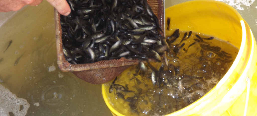 LITTLE SWIMMERS: Lake Manchester will be stocked with Mary River Cod for the first time this weekend. LITTLE SWIMMERS: Lake Manchester will be stocked with Mary River Cod for the first time this weekend.