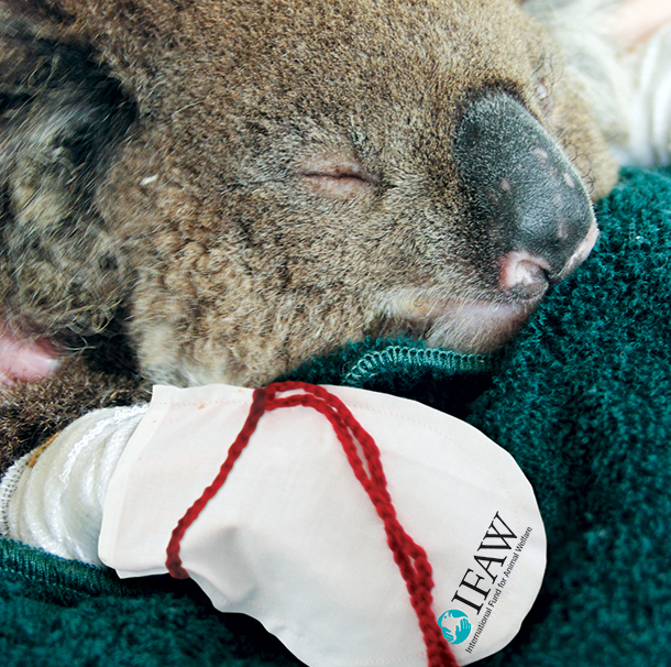 Once rescued koalas are really docile creatures who will sit still and let you treat them. Photo John Paoloni (from Facebook) Once rescued koalas are really docile creatures who will sit still and let you treat them. Photo John Paoloni (from Facebook)