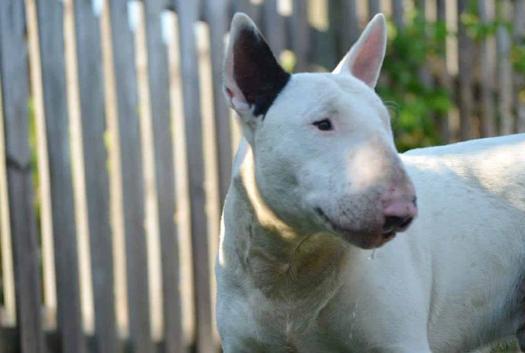 POISONED AT HOME: Crystal Latham is mourning the loss of the family pet Ozzy and warns other pet owners to watch for any symptoms in their dogs or anything suspicious in their yard. POISONED AT HOME: Crystal Latham is mourning the loss of the family pet Ozzy and warns other pet owners to watch for any symptoms in their dogs or anything suspicious in their yard.