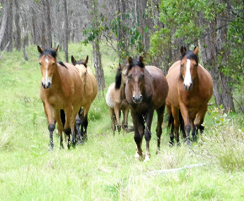 WALK IN THE PARK: The Guy Fawkes Heritage Horse Association will hold an open day on January 25. Photo: Contributed WALK IN THE PARK: The Guy Fawkes Heritage Horse Association will hold an open day on January 25. Photo: Contributed