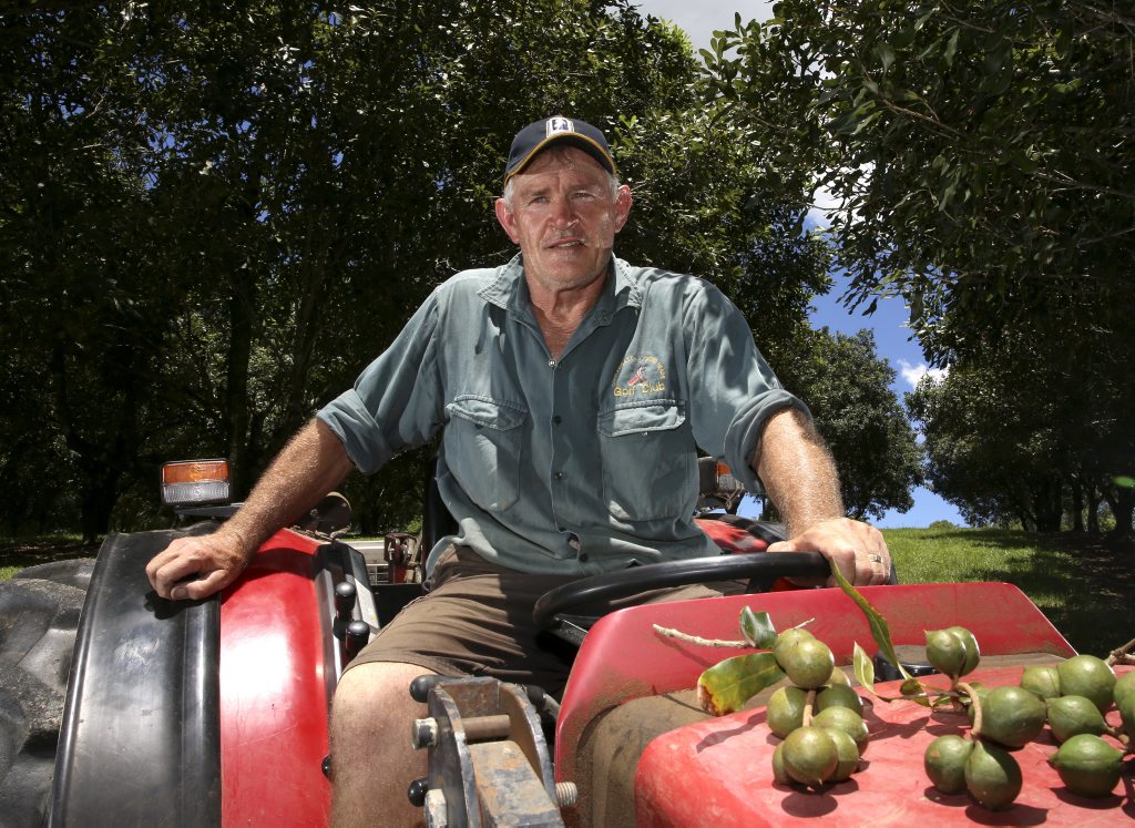 Graeme Lawrence of Tweed Valley Macadamias. Photo: Nolan Verheij-Full / Tweed Daily News Graeme Lawrence of Tweed Valley Macadamias. Photo: Nolan Verheij-Full / Tweed Daily News
