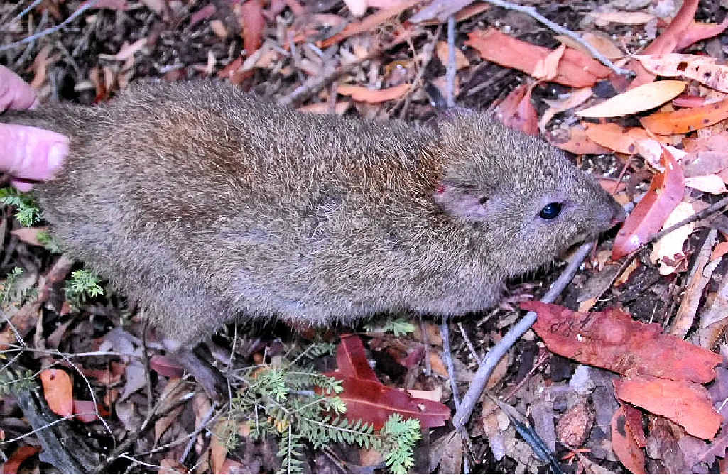 IN DANGER: A long-nosed potoroo being released into the wild. IN DANGER: A long-nosed potoroo being released into the wild.