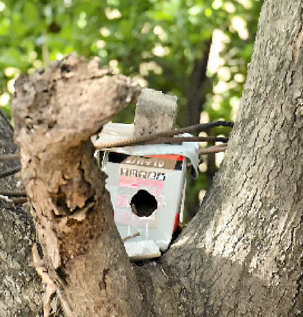 A family of kingfishers has a new home after being rescued from a termite nest during demolition works at the site of a future hotel in the Gladstone CBD. A family of kingfishers has a new home after being rescued from a termite nest during demolition works at the site of a future hotel in the Gladstone CBD.