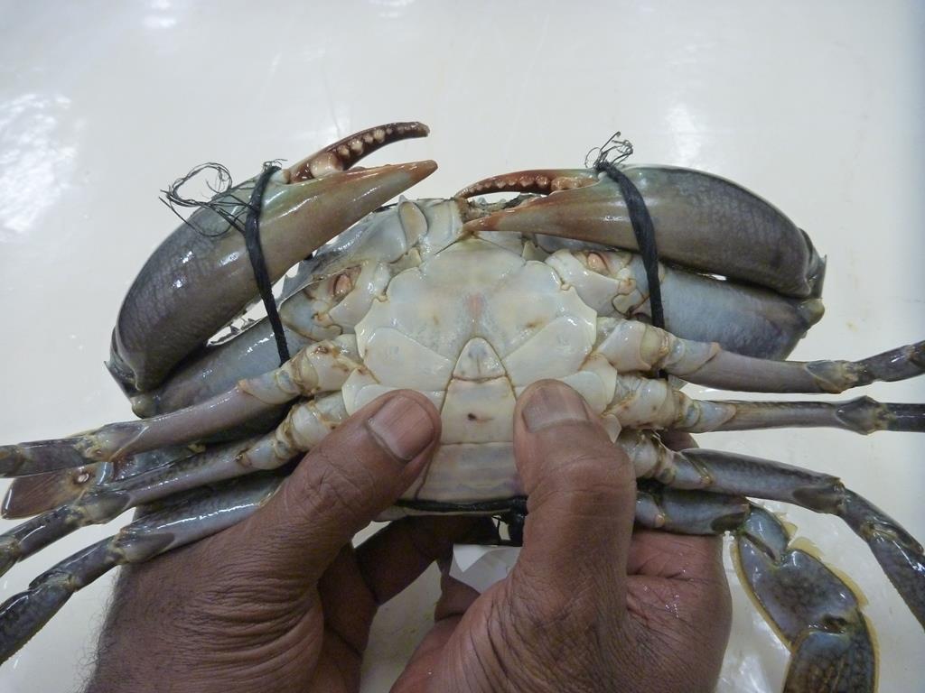 An empty mud crab. An empty mud crab.