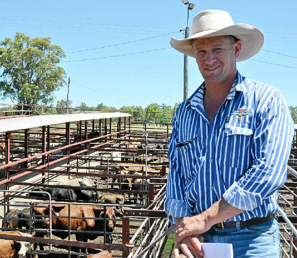 SUCCESSFUL SALE: George and Fuhrmann livestock agent Matthew Grayson doesn’t see the cattle market getting cheaper any time soon, after another high-priced sale at the Warwick Saleyards on Saturday. SUCCESSFUL SALE: George and Fuhrmann livestock agent Matthew Grayson doesn’t see the cattle market getting cheaper any time soon, after another high-priced sale at the Warwick Saleyards on Saturday.