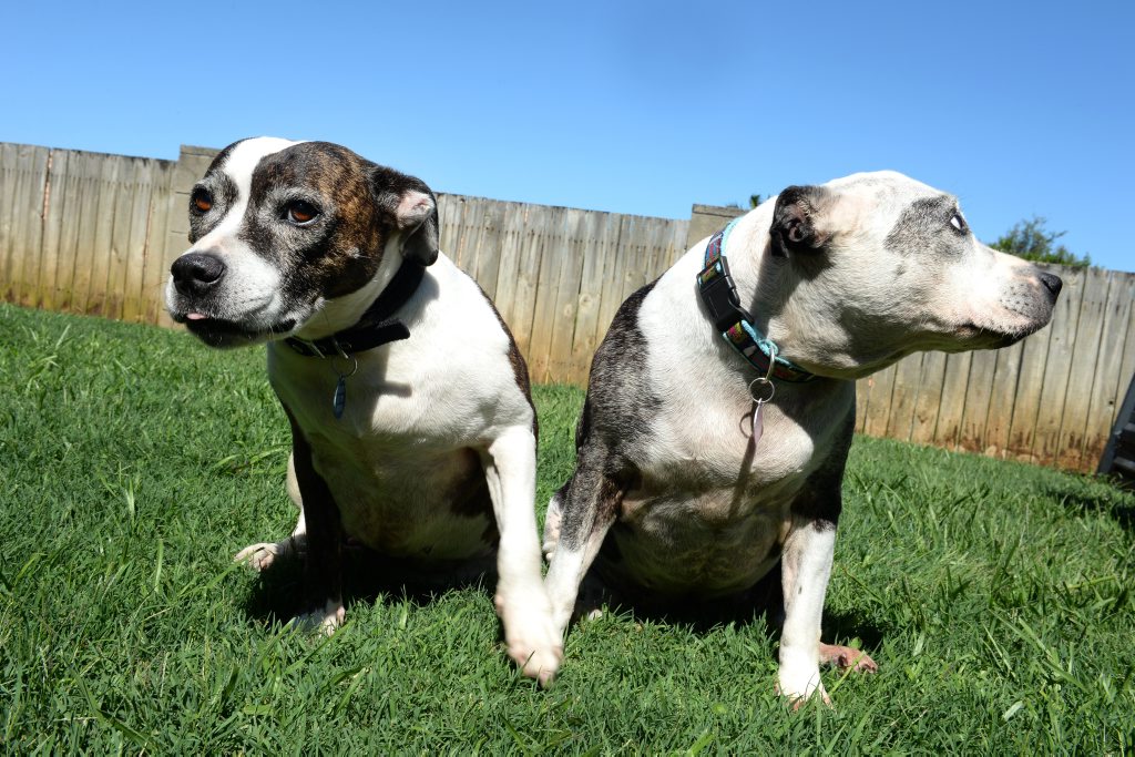 Phoenix and Panda are looking for a good home. Photo: John Gass / Tweed Daily News