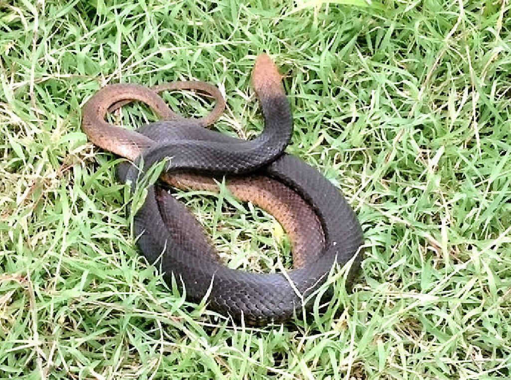 INTO THE WILD: An eastern brown snake was released by the Gladstone District and Wildlife Carers following a successful rehabilitation period under carer Kim Tuart-Haynes. INTO THE WILD: An eastern brown snake was released by the Gladstone District and Wildlife Carers following a successful rehabilitation period under carer Kim Tuart-Haynes.