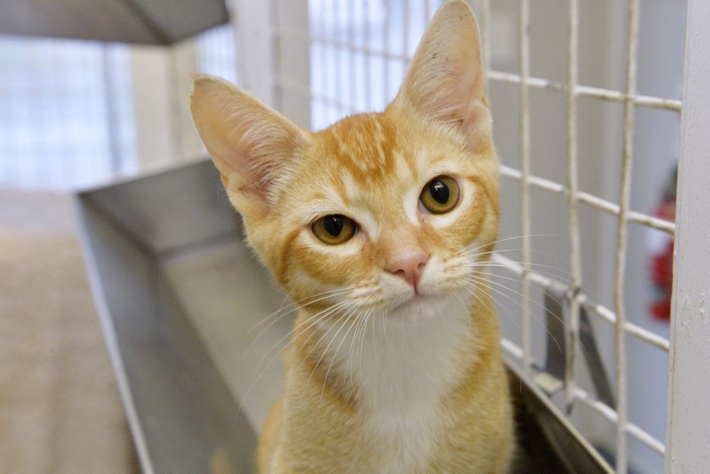 Marmalade Is A Cheeky 11 Week Old Domestic Short Haired Buy