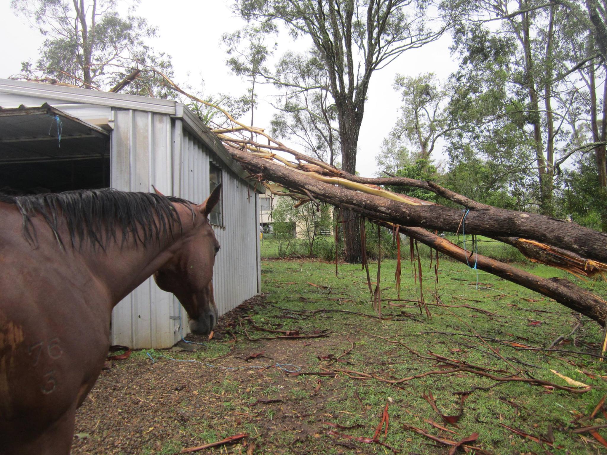 Trees were brought down during storms at Yarraman, north of Toowoomba. Trees were brought down during storms at Yarraman, north of Toowoomba.