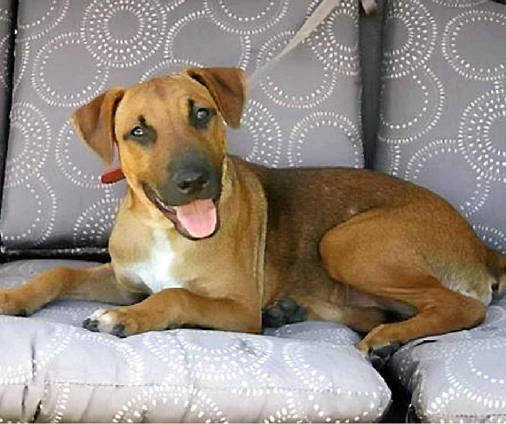 PICK ME: Dachshund cross german shepherd Geoffro, four months old. PICK ME: Dachshund cross german shepherd Geoffro, four months old.