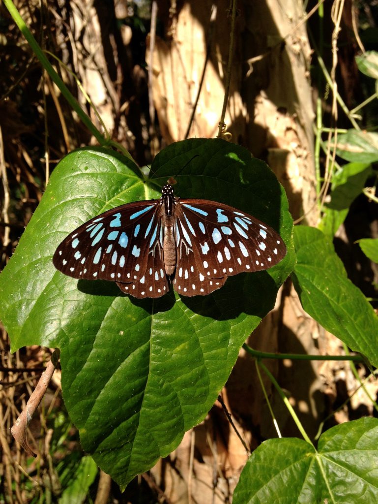MIGRATION: Blue tiger butterflies are currently migrating through Bundaberg. Photo Ross Kendall MIGRATION: Blue tiger butterflies are currently migrating through Bundaberg. Photo Ross Kendall