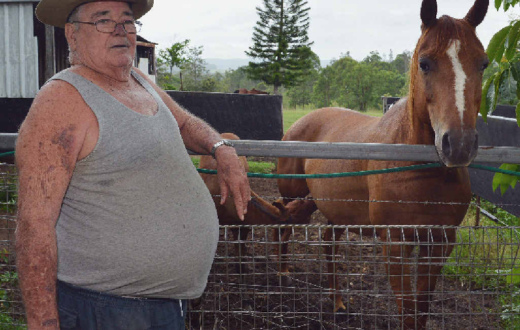 IN LEAGUE: John Fyfe, 75, of Chatsworth with his pure bred quarter horse mare Sena and her foal Wobbly Boot. IN LEAGUE: John Fyfe, 75, of Chatsworth with his pure bred quarter horse mare Sena and her foal Wobbly Boot.
