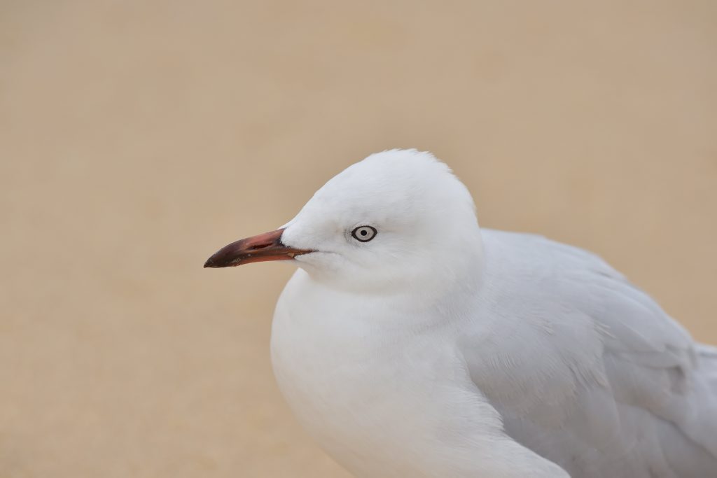 A seagull at Alexandra Headland on Tuesday, February 3, 2015. Photo: Brett Wortman / Sunshine Coast Daily