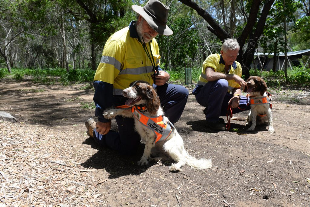 Dogs Ready To Out Fox Turtle Nest Predators News Mail