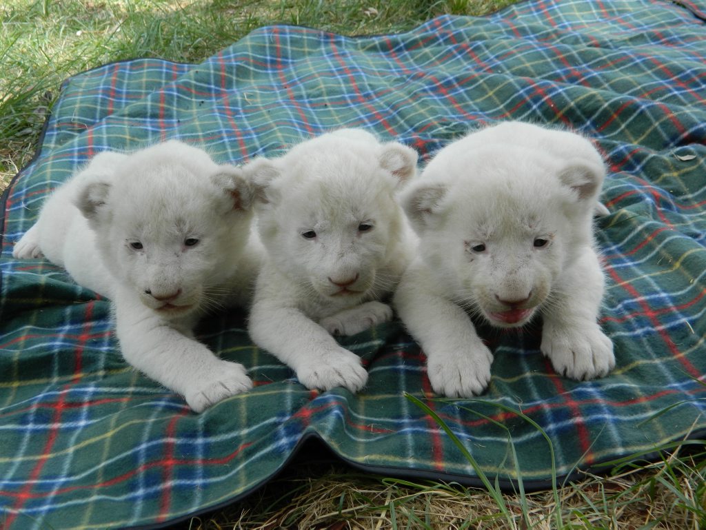 Triple Trouble. Three white tiger cubs born at Darling Downs Zoo Photo Contributed Triple Trouble. Three white tiger cubs born at Darling Downs Zoo Photo Contributed