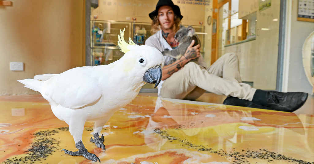 MAKING TRACKS: Artist Mitch Gobel gets some help with a painting in support of Australia Zoo Wildlife Warriors from Anthony the sulphur-crested cockatoo. MAKING TRACKS: Artist Mitch Gobel gets some help with a painting in support of Australia Zoo Wildlife Warriors from Anthony the sulphur-crested cockatoo.