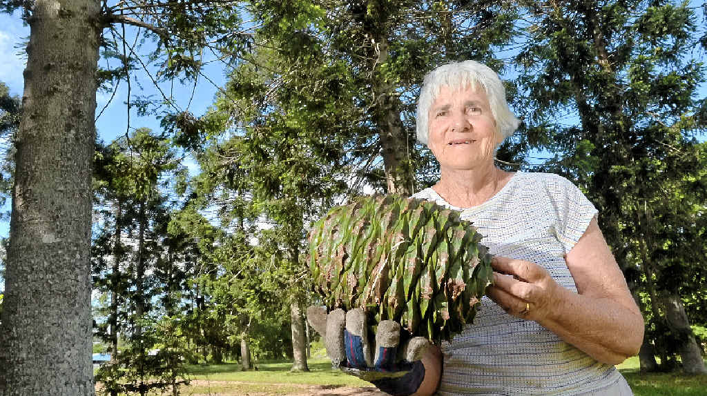 Hinterland offers treat with bumper bunya nut crop Sunshine Coast Daily