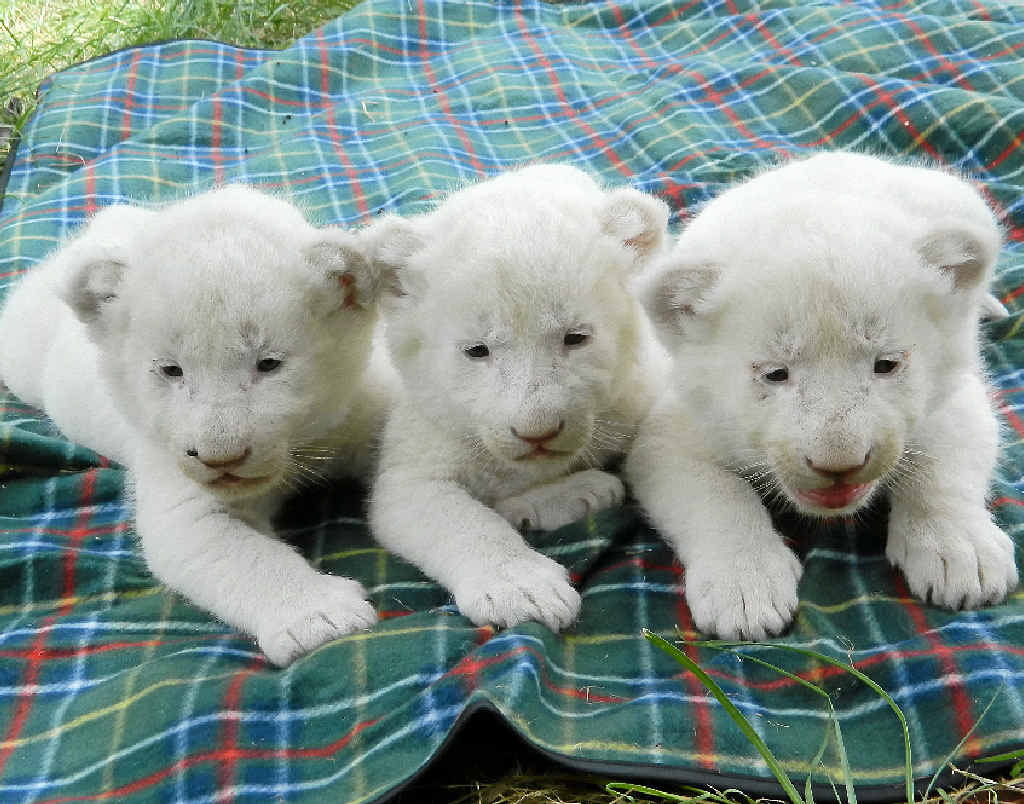 Three rare white lion cubs were born at Darling Downs Zoo last month, the second litter since the lions were first imported to the Pilton zoo in 2010. Three rare white lion cubs were born at Darling Downs Zoo last month, the second litter since the lions were first imported to the Pilton zoo in 2010.